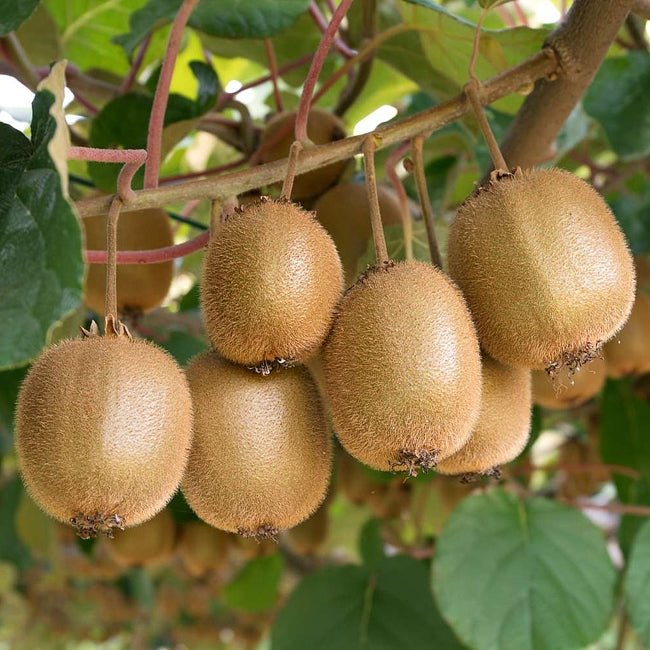 Kiwifruit Waynes female - Ladybird Nursery