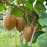 Kiwifruit  Waynes female