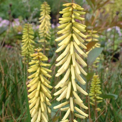 Red Hot Poker Maid (Kniphofia Little) - Ladybird Nursery
