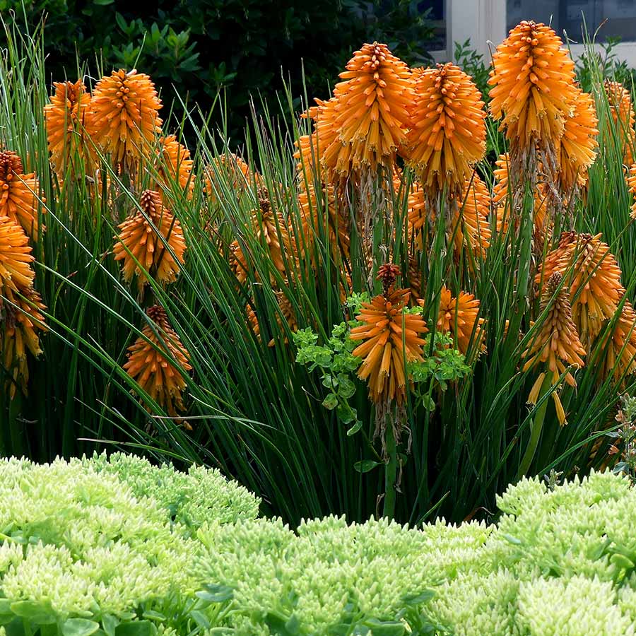 Red Hot Poker Poco Orange (Kniphofia asphodelaceae)