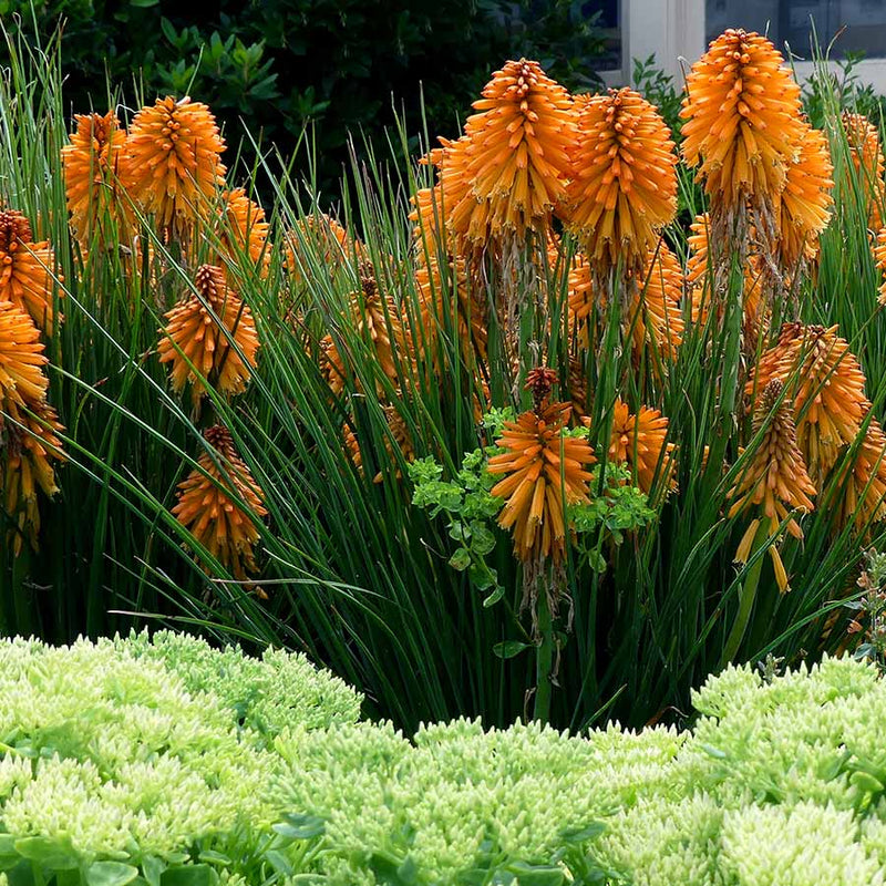 Red Hot Poker Poco Orange (Kniphofia asphodelaceae)