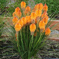 Red Hot Poker Poco Orange (Kniphofia asphodelaceae)