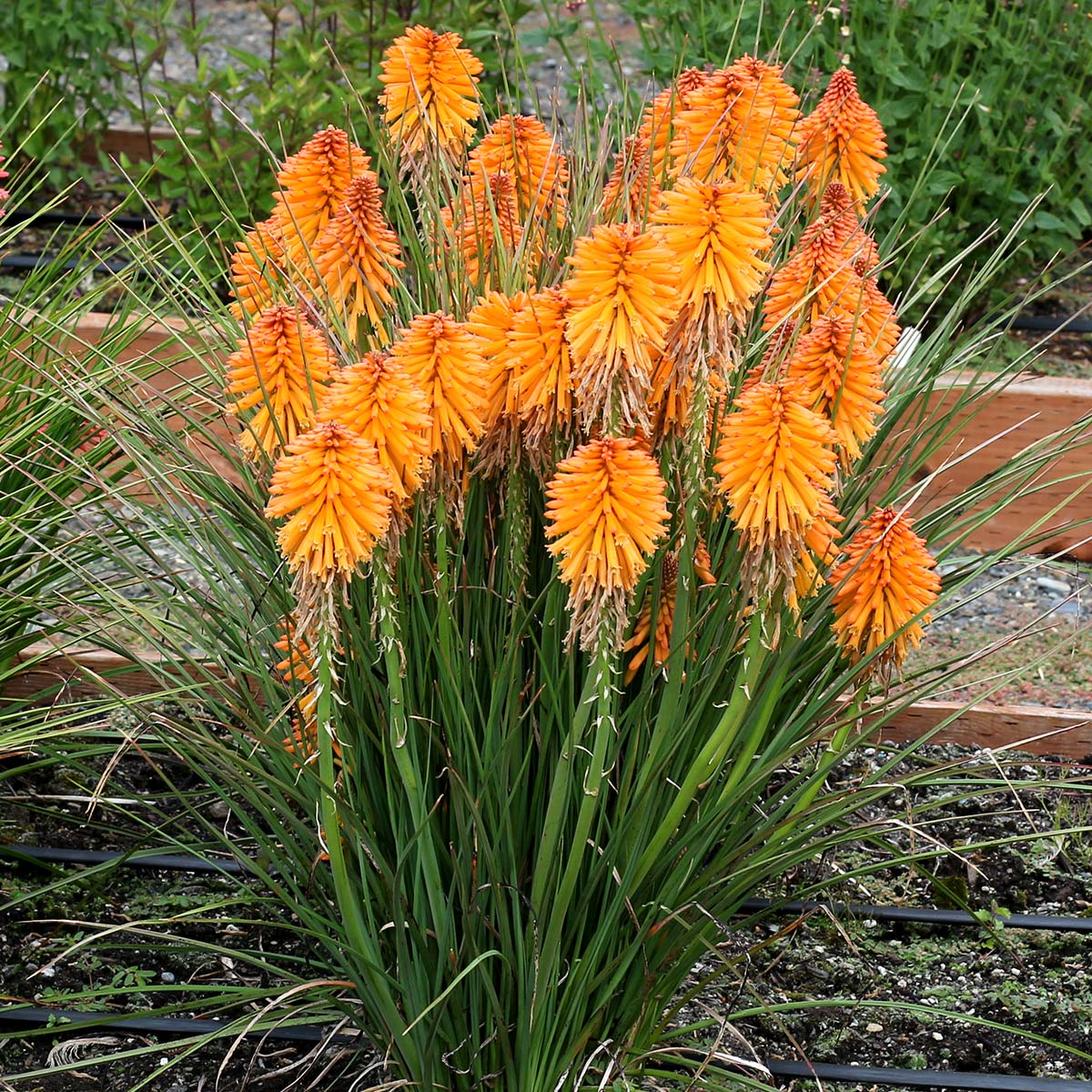 Red Hot Poker Poco Orange (Kniphofia asphodelaceae) - Ladybird Nursery