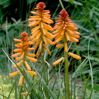 Red Hot Poker Poco Yellow (Kniphofia asphodelaceae) - Ladybird Nursery