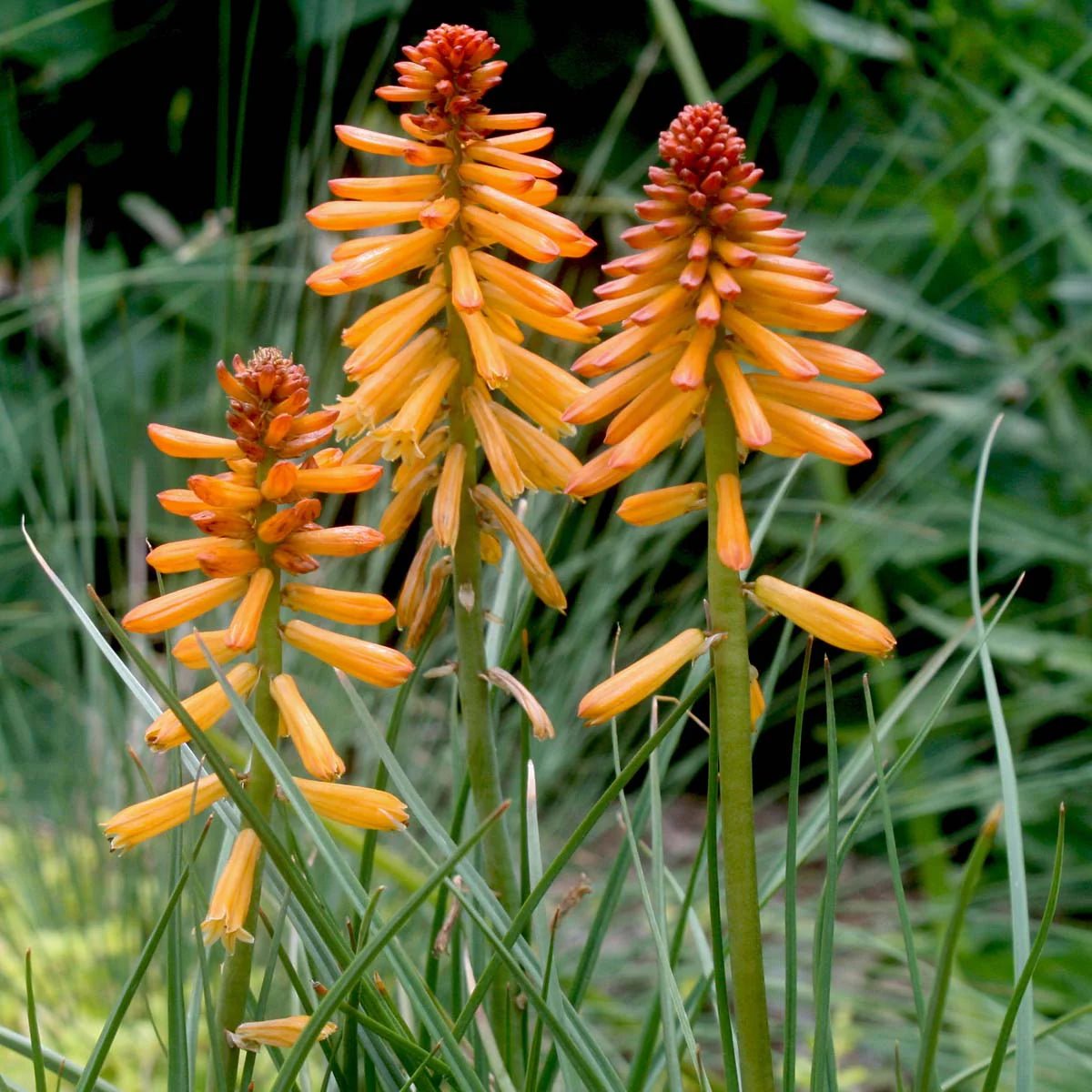 Red Hot Poker Poco Yellow (Kniphofia asphodelaceae) - Ladybird Nursery