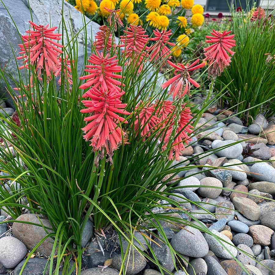 Red Hot Poker Poco (Kniphofia asphodelaceae) - Ladybird Nursery