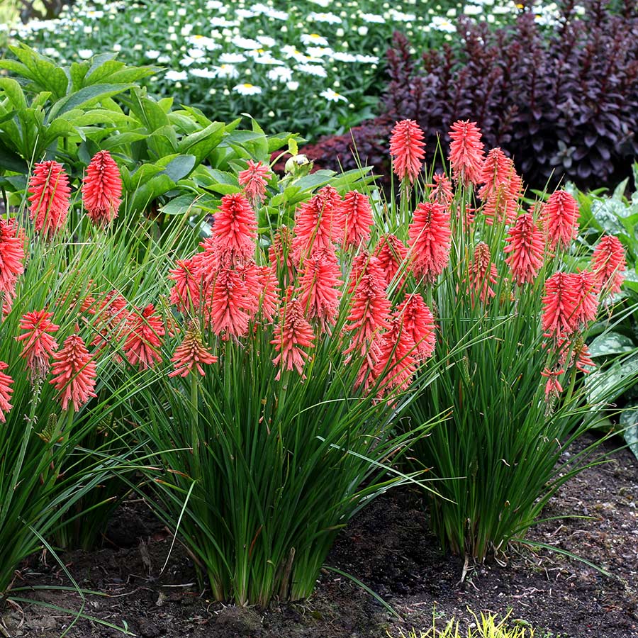 Red Hot Poker Poco (Kniphofia asphodelaceae) - Ladybird Nursery