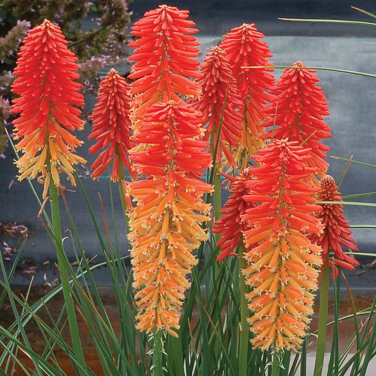 Red Hot Poker Poco Sunset (Kniphofia asphodelaceae)