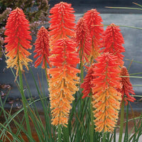 Red Hot Poker Poco Sunset (Kniphofia asphodelaceae)