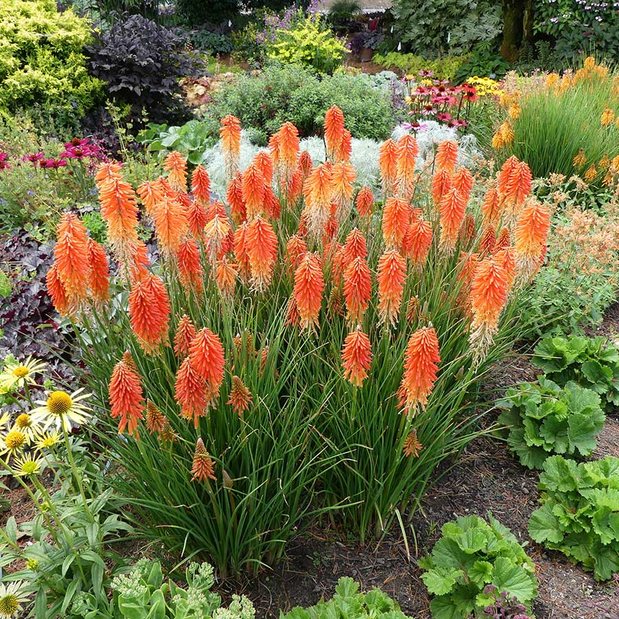 Red Hot Poker Poco Sunset (Kniphofia asphodelaceae) - Ladybird Nursery