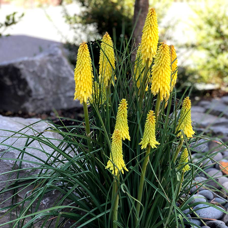 Red Hot Poker Poco Yellow (Kniphofia asphodelaceae) - Ladybird Nursery