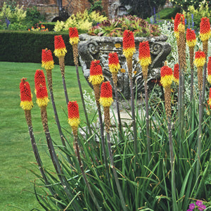 Red Hot Poker Traffic Lights (Kniphofia)
