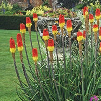 Red Hot Poker Traffic Lights (Kniphofia) - Ladybird Nursery