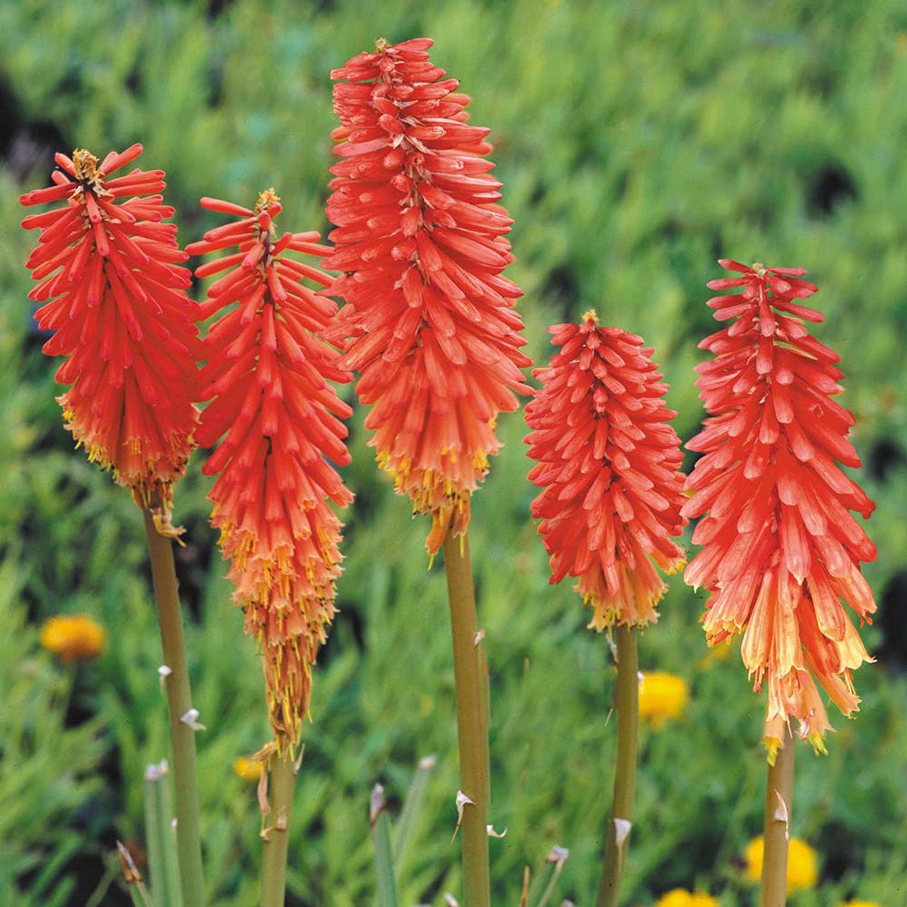 Red Hot Poker Assorted (Kniphofia spp.) - Ladybird Nursery
