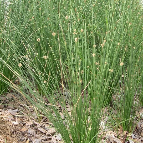 Knobby Club Rush (Isolepis nodosa)