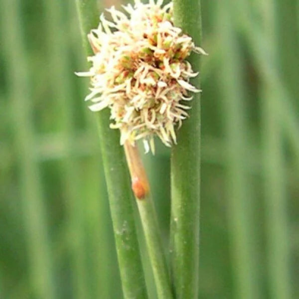 Knobby Club Rush (Isolepis nodosa)