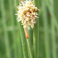 Knobby Club Rush (Isolepis nodosa) - Ladybird Nursery
