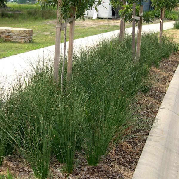 Knobby Club Rush (Isolepis nodosa)