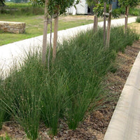Knobby Club Rush (Isolepis nodosa) - Ladybird Nursery