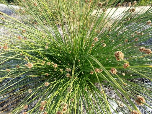 Knobby Club Rush (Isolepis nodosa)