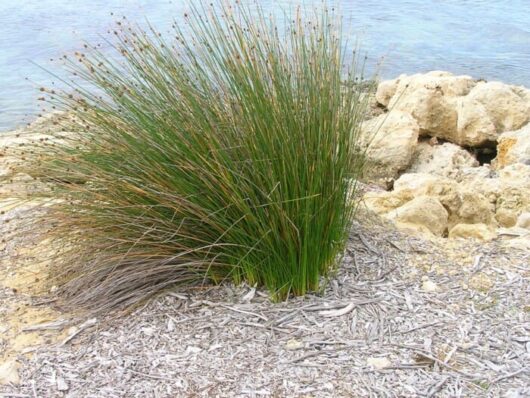 Knobby Club Rush (Isolepis nodosa)