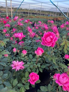 Rose Knockout (Pink to Red) - Ladybird Nursery