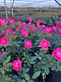 Rose Knockout (Pink to Red) - Ladybird Nursery