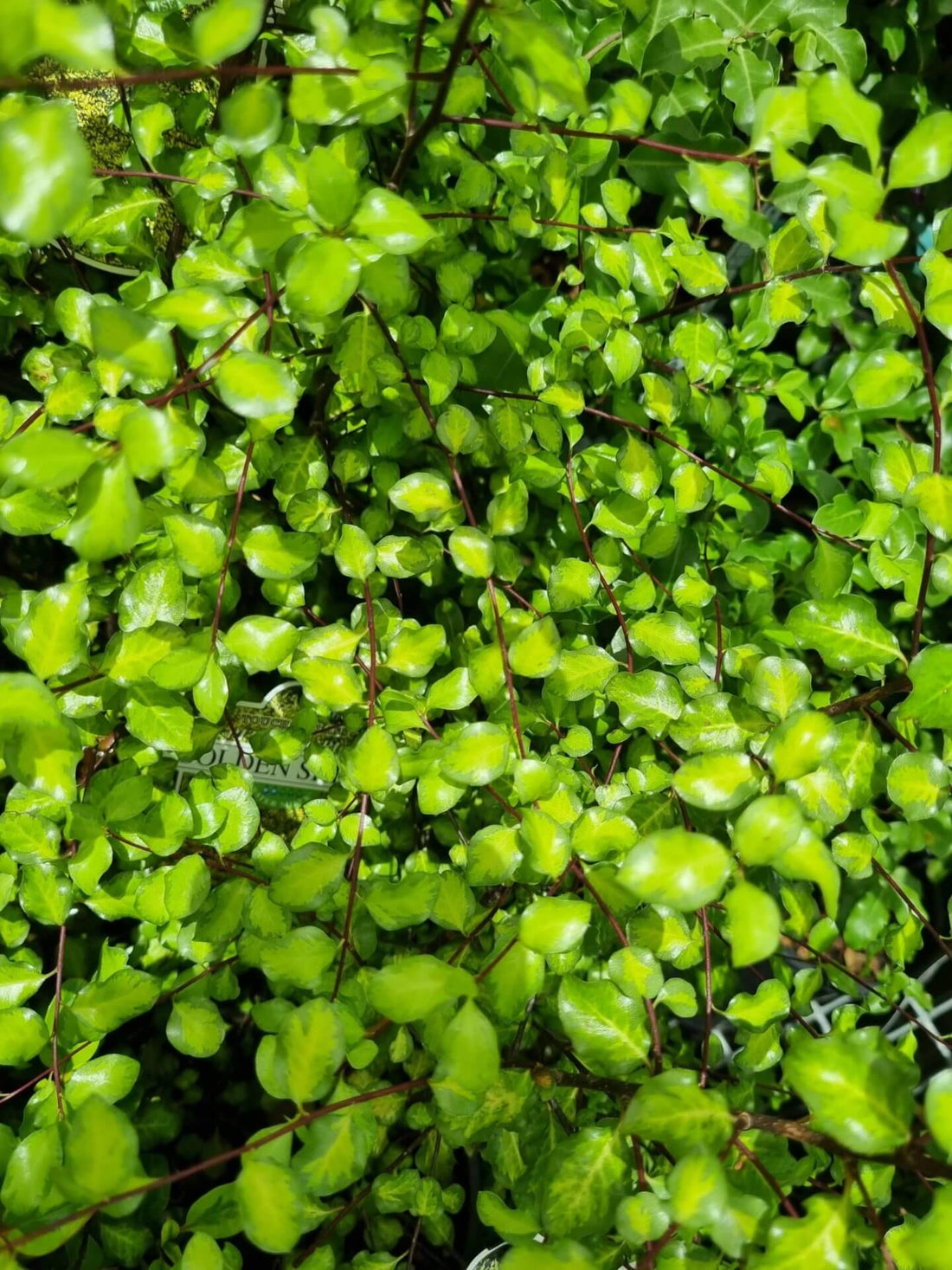Kohuhu Golden Sheen (Pittosporum tenuifolium) - Ladybird Nursery