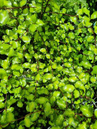 Kohuhu Golden Sheen (Pittosporum tenuifolium)