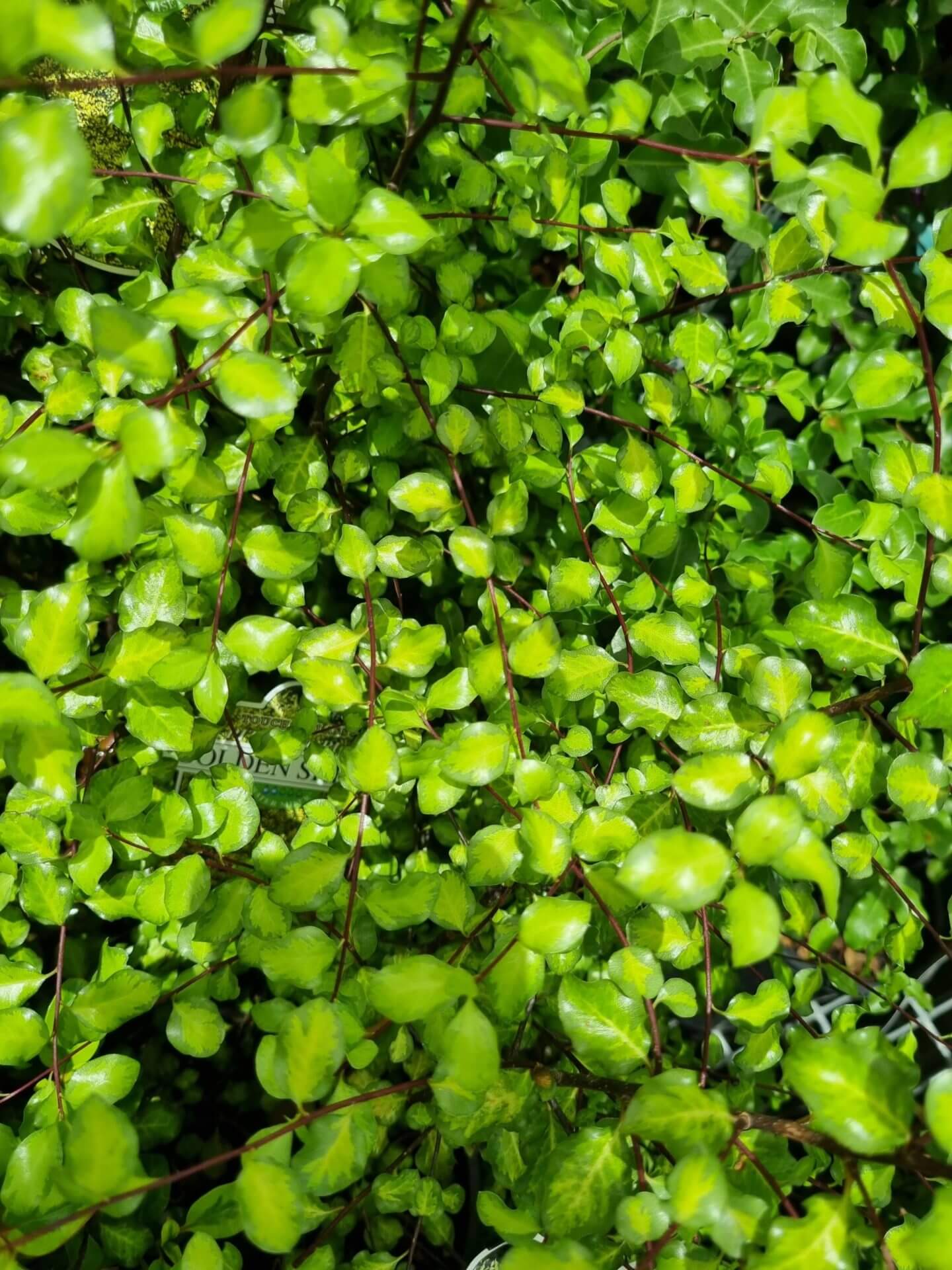Kohuhu Golden Sheen (Pittosporum tenuifolium) - Ladybird Nursery
