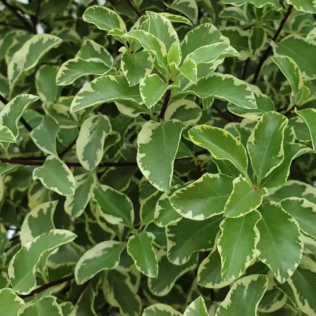 Kohuhu Golden Sheen (Pittosporum tenuifolium) - Ladybird Nursery