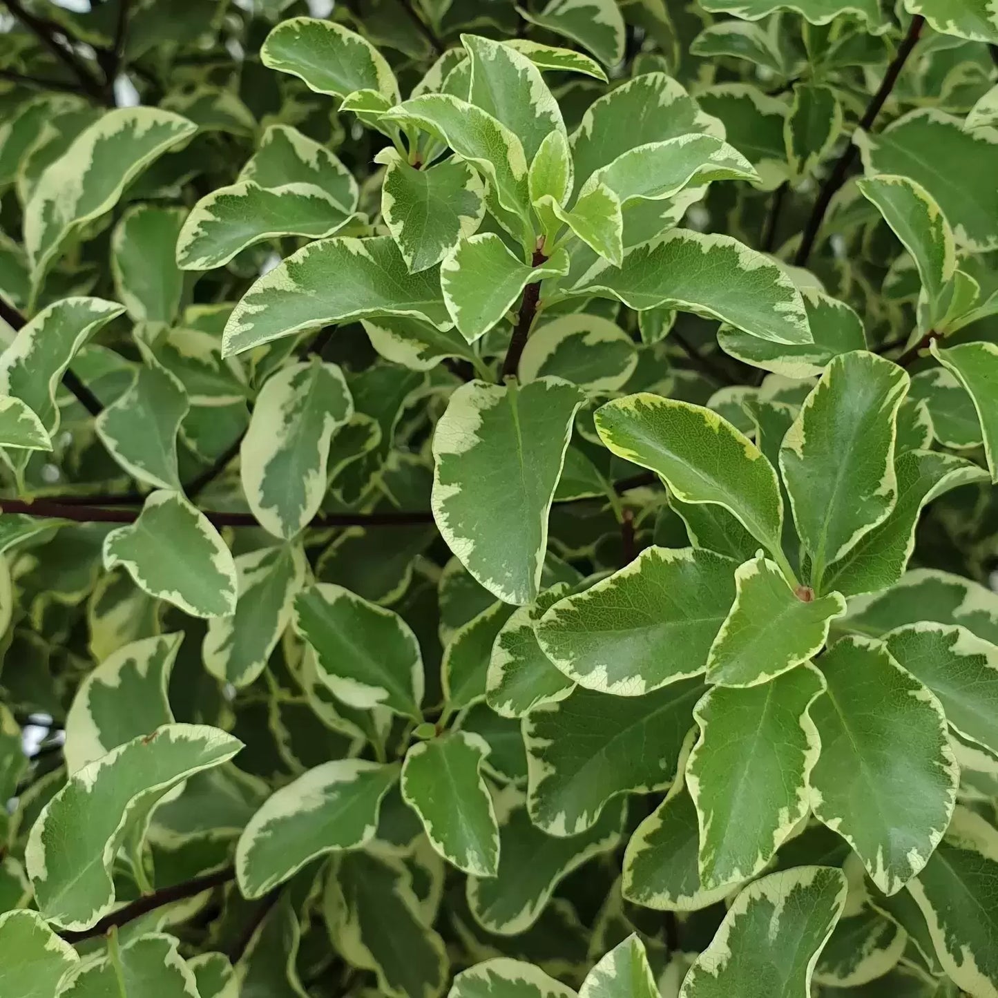 Kohuhu Golden Sheen (Pittosporum tenuifolium)