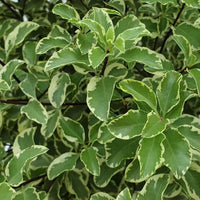 Kohuhu Golden Sheen (Pittosporum tenuifolium)