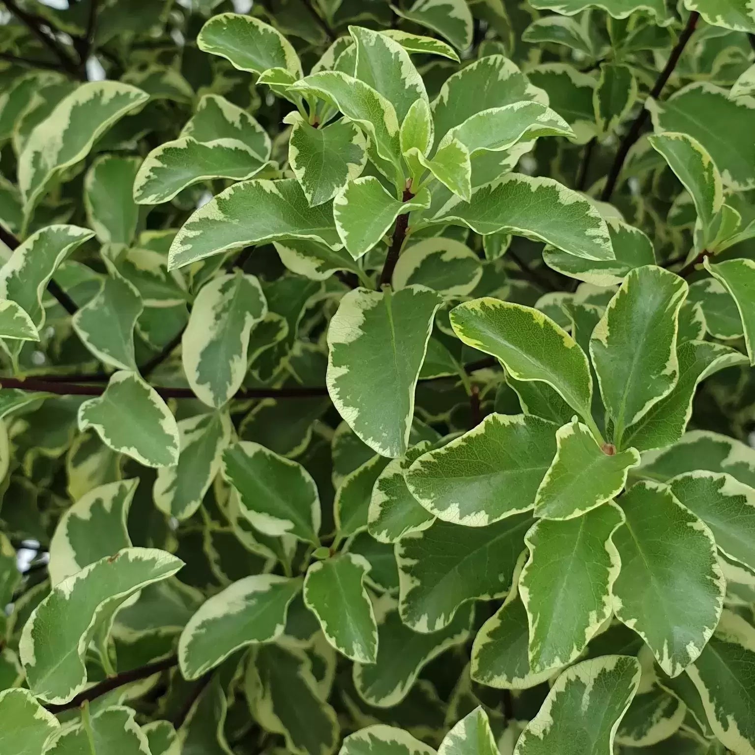 Kohuhu Golden Sheen (Pittosporum tenuifolium) - Ladybird Nursery
