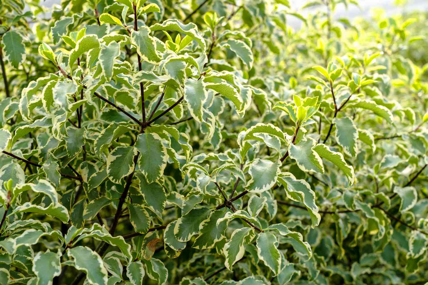 Kohuhu Golden Sheen (Pittosporum tenuifolium) - Ladybird Nursery