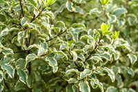 Kohuhu Golden Sheen (Pittosporum tenuifolium) - Ladybird Nursery