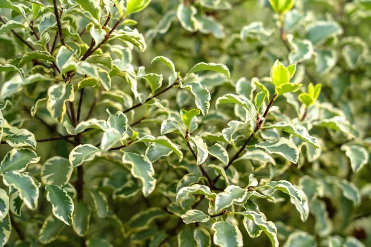 Kohuhu Golden Sheen (Pittosporum tenuifolium) - Ladybird Nursery