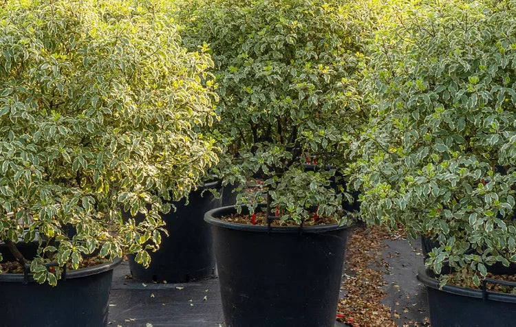 Kohuhu Golden Sheen (Pittosporum tenuifolium)