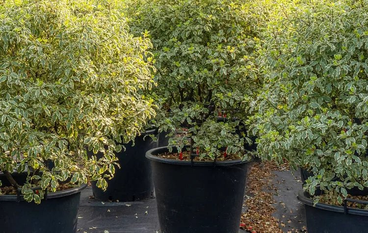 Kohuhu Golden Sheen (Pittosporum tenuifolium) - Ladybird Nursery
