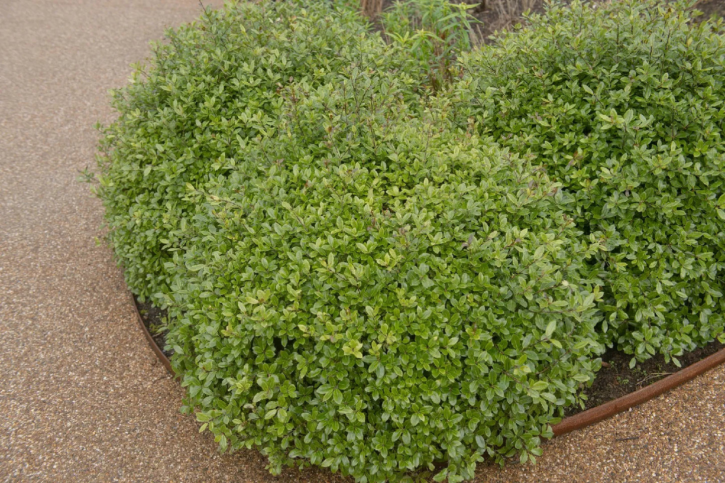 Pittosporum Golf Ball (Pittosporum tenuifolium)
