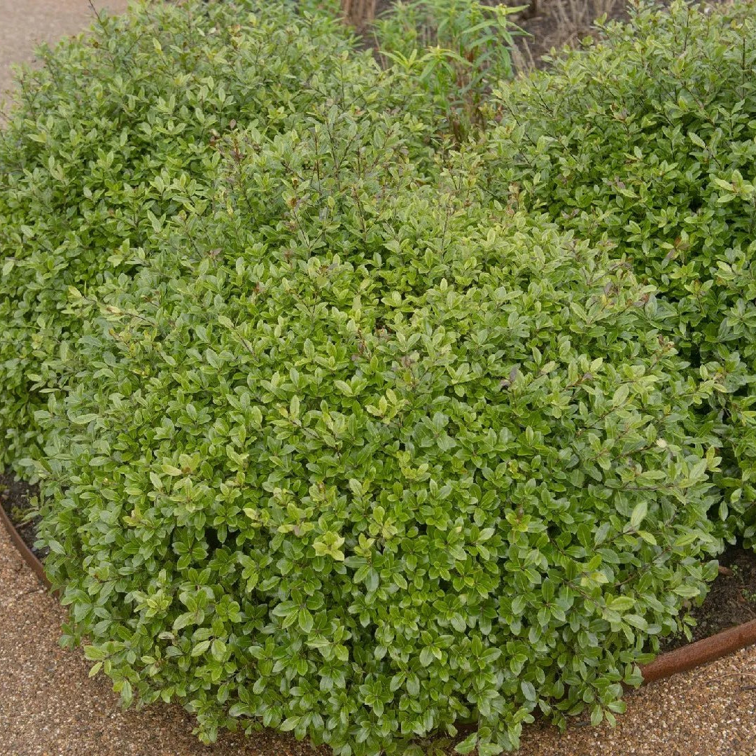 Pittosporum Golf Ball (Pittosporum tenuifolium) - Ladybird Nursery