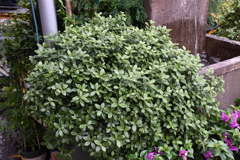 Pittosporum Golf Ball (Pittosporum tenuifolium)