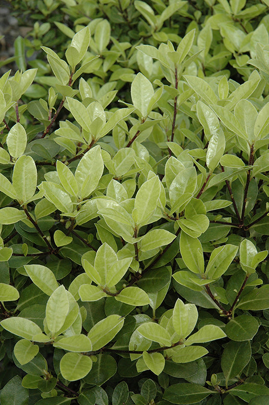 Pittosporum Golf Ball (Pittosporum tenuifolium)