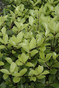 Pittosporum Golf Ball (Pittosporum tenuifolium) - Ladybird Nursery