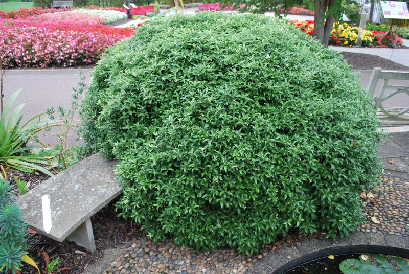 Pittosporum Golf Ball (Pittosporum tenuifolium)
