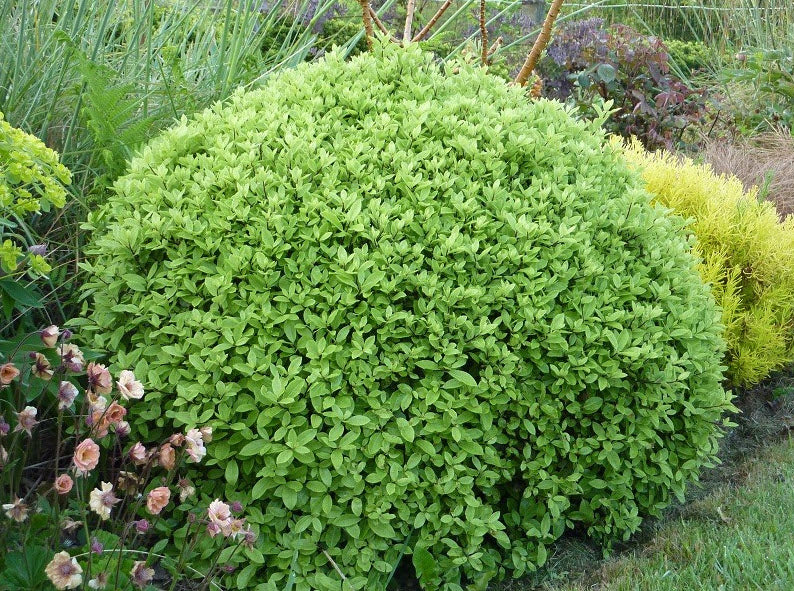 Pittosporum Golf Ball (Pittosporum tenuifolium)