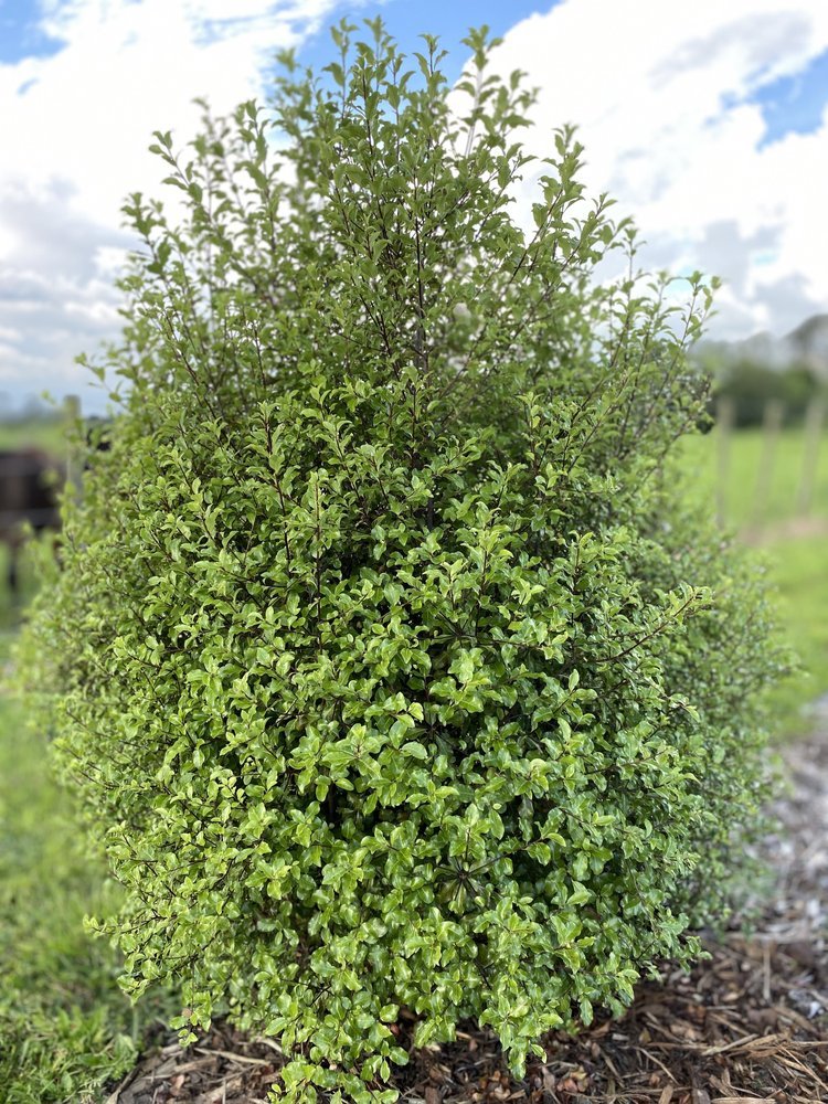 Kohuhu Green Glow (Pittosporum tenuifolium) - Ladybird Nursery