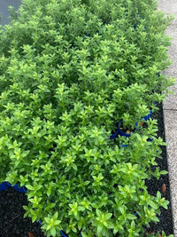 Kohuhu Green Glow (Pittosporum tenuifolium) - Ladybird Nursery