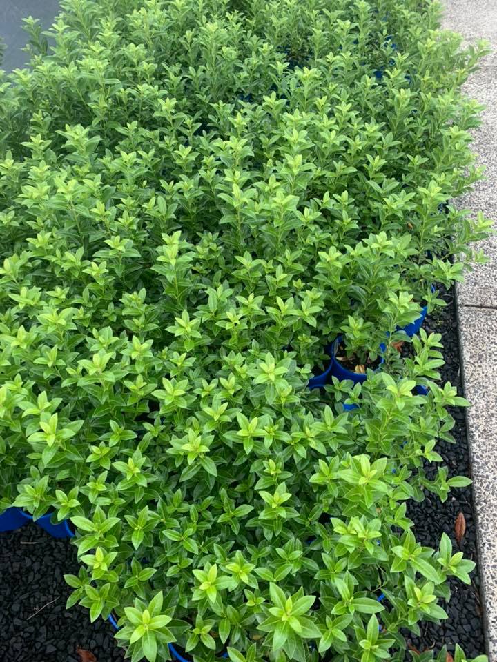 Kohuhu Green Glow (Pittosporum tenuifolium) - Ladybird Nursery