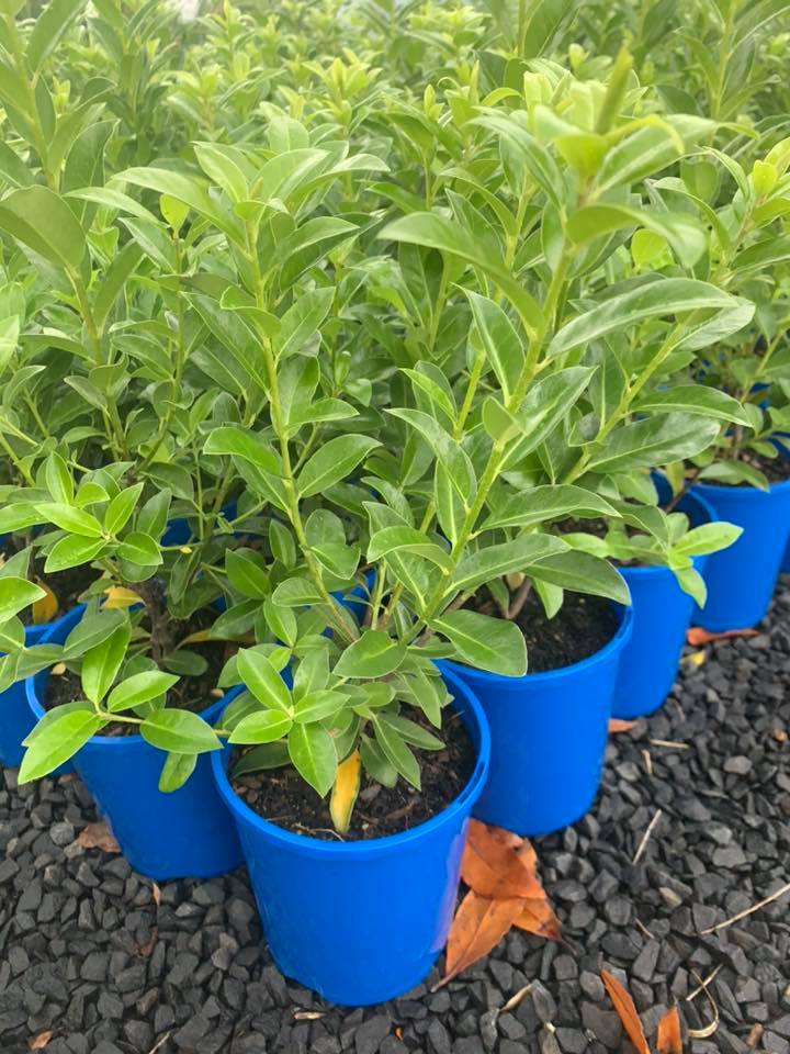 Kohuhu Green Glow (Pittosporum tenuifolium) - Ladybird Nursery